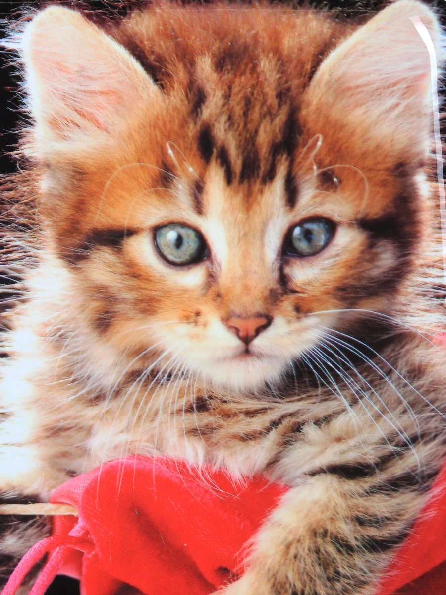 Ensemble 4 Valises Madisson Chaton 17 Ensemble 4 Valises Madisson Chaton – Image 17